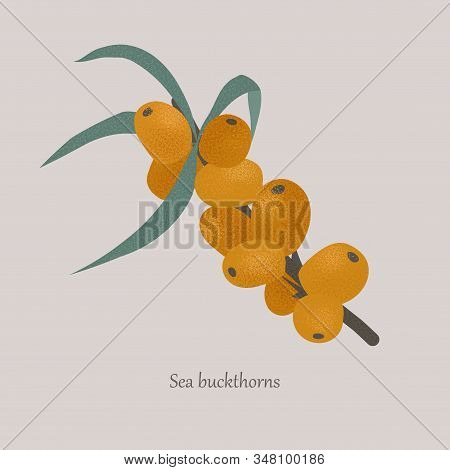 Sea Buckthorn On A Branch With Leaves On A Gray Background.