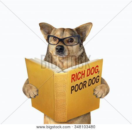 The Beige Dog In Glasses Is Reading A Book Called Rich Dog, Poor Dog. White Background. Isolated.