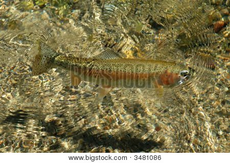 Free Swimming Rocky Mountain Rainbow Trout