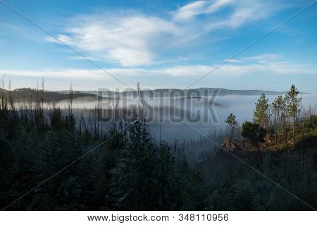 Romantic Misty Morning In A Forest