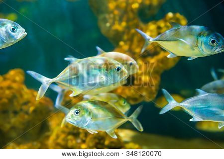 Tropical Horse-eye Jack Fishes