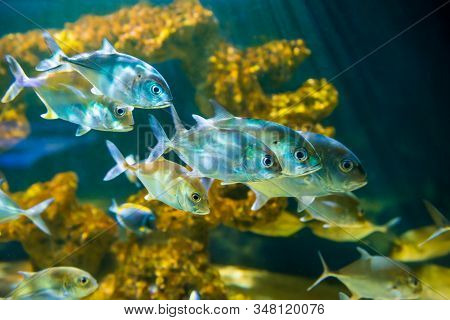 Tropical Horse-eye Jack Fishes