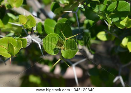 Natal Plum Leaves - Latin Name - Carissa Macrocarpa