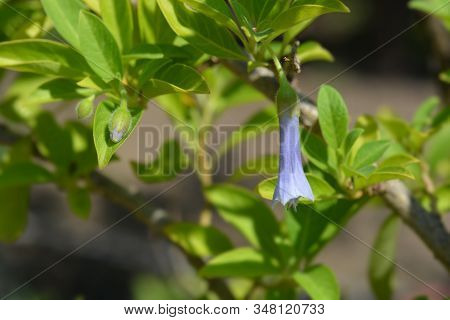 Blue Angels Trumpet - Latin Name - Iochroma Australis