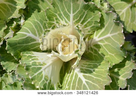 Ornamental Cabbage - Latin Name - Brassica Oleracea Var. Acephala