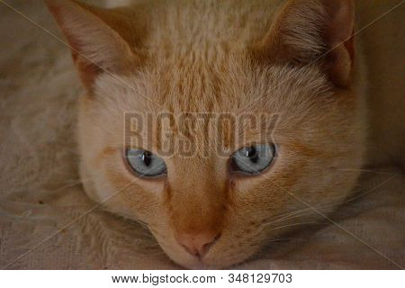 Mascota De La Casa Amigo De La Familia Felino Hermoso