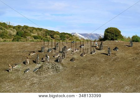 Group Of Wild Penguins On The Martillo Island, Ushuaia, Patagonia, Argentina