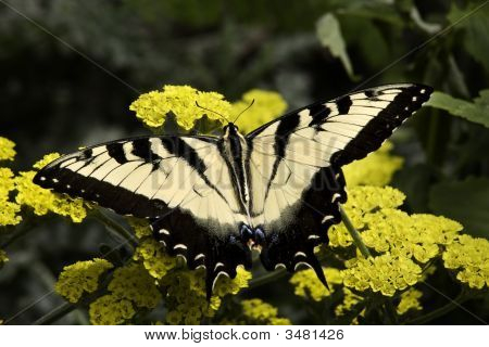 Mariposa de Swallowtail cebra blanco y negro de flores amarillas