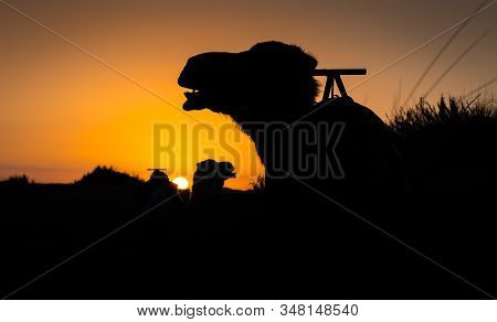 Camel Silhouettes At Sunrise In Sahara Desert, Merzouga, Morocco
