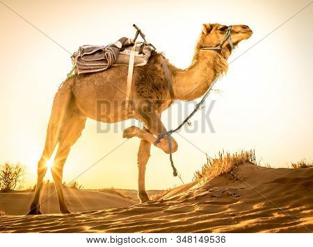 Camel About To Walk At Sahara Desert During Sunrise, Merzouga, Morocco