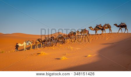 Merzouga, Morocco On February 25, 2018: Herd Of Camels Being Guided By Local Berber In The Sahara De