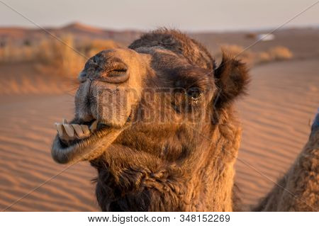 Funny Camel Exposing Teeth At The Sahara Desert, Merzouga, Morocco