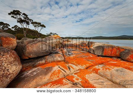 Red Lichen Covering Rocks At Binalong Bay