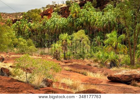 Unique Palm Valley In Finke Gorge National Park