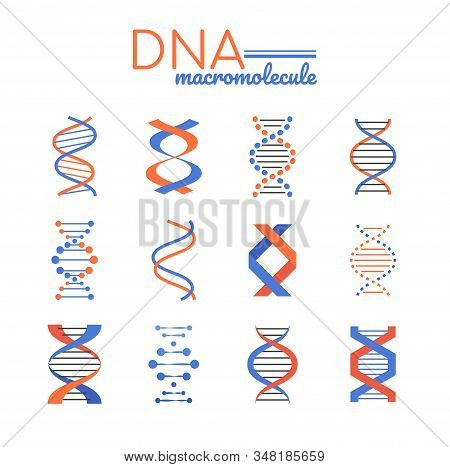 Dna Macromolecule - Line Design Style Vector Elements
