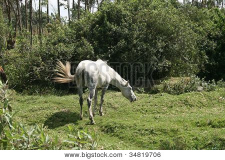 White Horse