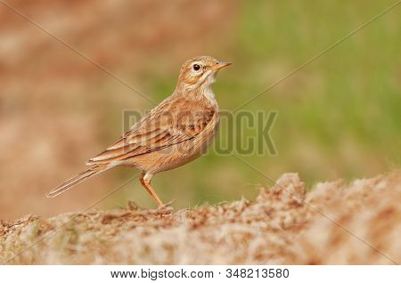 A Close View Of Paddyfield Pipit In Dim Lighting