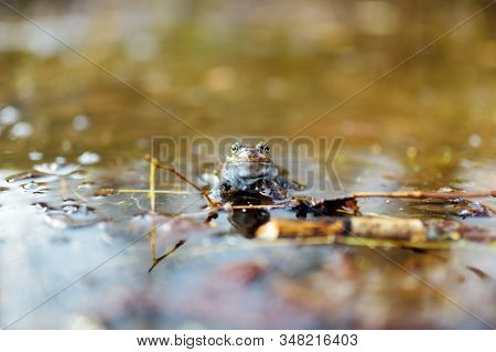 Common Green Frog In Water On Springtime