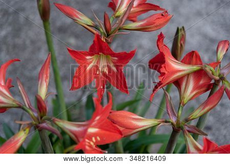 Plants Of Canna Indica In Flowering 11