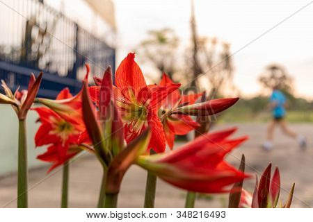 Plants Of Canna Indica In Flowering 10