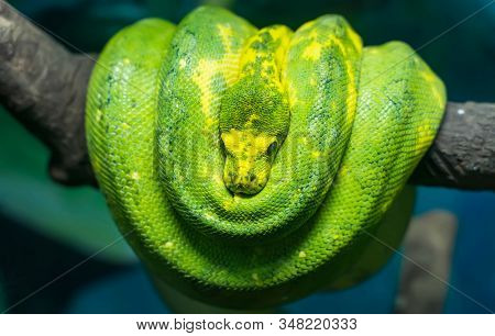 Green tree python wrapped around a dead tree branch