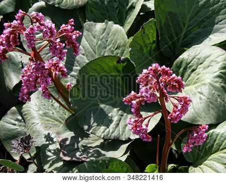 Close Up Of A Blooming Bergenia Crassifolia, Also Known As Heartleaf Bergenia, Elephant-ears, Badan,