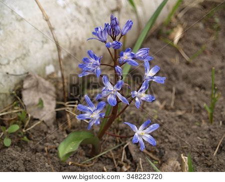 Snowdrop Is The First Spring Flowers Blooming In The Forest. Macro. Natural Floral Background.
