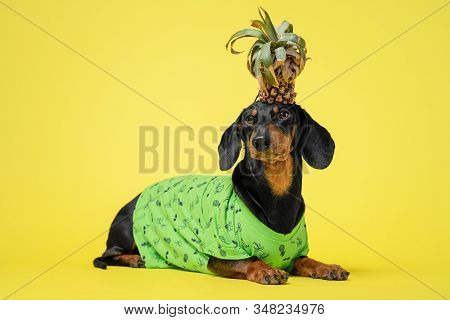 Funny Dog Dachshund, Black And Tan, Wearing A Green T-shirt With Pineapple On Its Head, Like A Crown