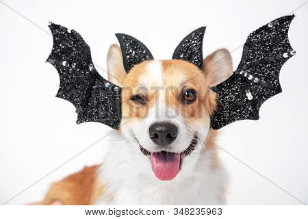 The Portrait Of Cool Ginger And White Welsh Corgi Pembroke Dog, Winking, Smiling And Wearing Black C
