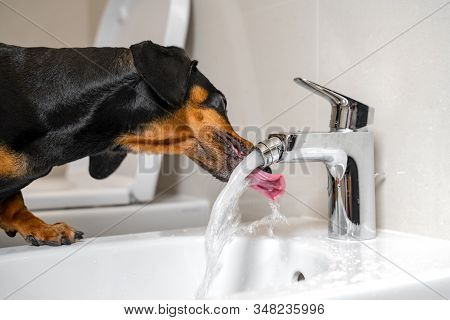Black And Tan Dachshund Drinking Water From Steel Faucet Of White Washbasin Bidet In The Bathroom. H