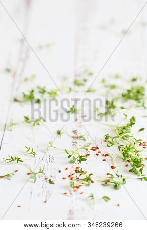 Watercress Salad Microgreens, Green Leaves And Stems. Sprouting Microgreens. Seed Germination At Hom