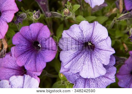 Colourful Petunia Petunia Hybrida Flowers Flowerbed With Multicoloured Petunias