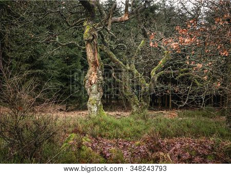Two Old And Tortuous Decidous Trees In An Open Space In The Pines Forest. Photo Made In The High Fen