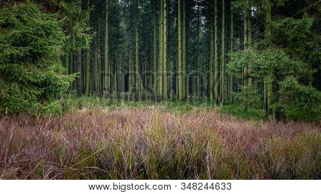 Pines And Low Shrubs At The Edge Of The Pines Forest, Where Hundreds Of Thiny Pines Stems Are Lined 