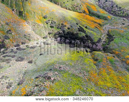 Aerial View Of Mountain With California Golden Poppy And Goldfields Blooming In Walker Canyon, Lake 