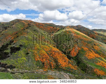 Aerial View Of Mountain With California Golden Poppy And Goldfields Blooming In Walker Canyon, Lake 