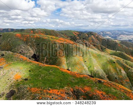 Aerial View Of Mountain With California Golden Poppy And Goldfields Blooming In Walker Canyon, Lake 