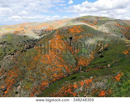 Aerial View Of Mountain With California Golden Poppy And Goldfields Blooming In Walker Canyon, Lake 