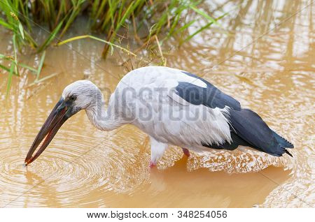 Asian Openbill (anastomus Oscitans), Yala National Park, Sri Lanka, Asia.