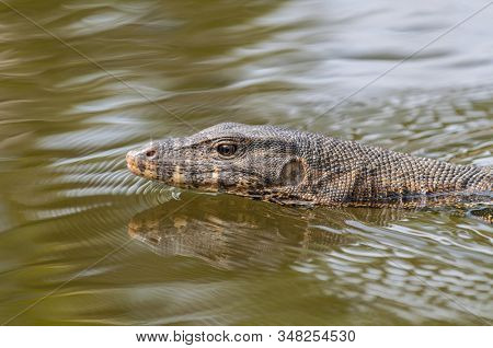 The Water Monitor (varanus Salvator) Is A Large Lizard Native To South And Southeast Asia, Thailand.