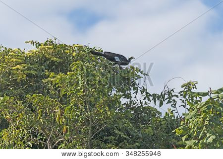 Common Piping Guan In The Pantanal Canopy In Pantanal National Park In Brazil