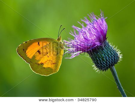 Uykulu turuncu kelebek (Eurema nicippe)