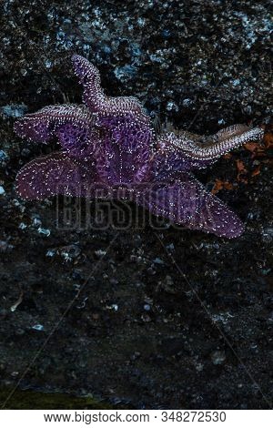 Starfish Atached To Concrete Wall With Other Marine Life