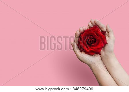 Valentine's Day , Red Rose In Hand Isolated On Pink Background. Creative Flat Lay Photo Copy Space