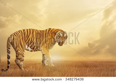 Great Tiger Male In The Nature Habitat. Tiger Walk During The Golden Light Time. Wildlife Scene With