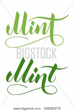 Vector Hand Written Mint Text Isolated On White Background. Kitchen Healthy Herbs And For Cooking. S