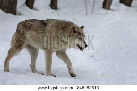 Grey Wolf (canis Lupus)  Also Known In North America As Timber Wolf In Winter.