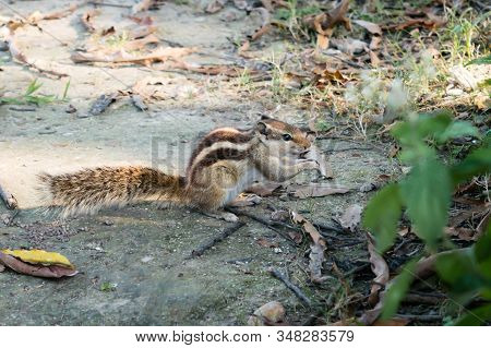 A Small Striped Ground Squirrel (fat Dormouse ) Rodent Family, Eating Nut Food In A Public Park. Ani