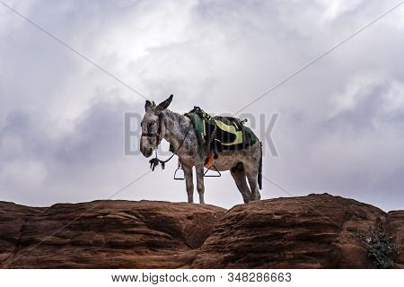 A Young Donkey With A Saddle On Its Back Stands On A High Rock Against A Cloudy Blue Sky.