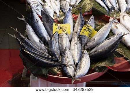 Fresh Bonito Fishes At Fish Market Counter.